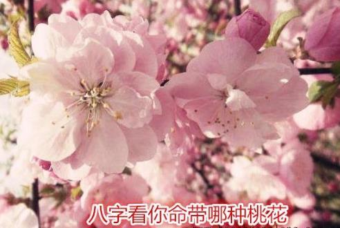 八字桃花测算_女命八字桃花看姻缘_八字上三朵桃花