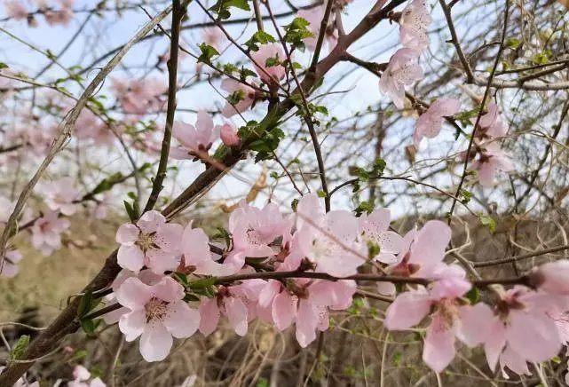 八字上三朵桃花_女命八字桃花看姻缘_八字桃花测算