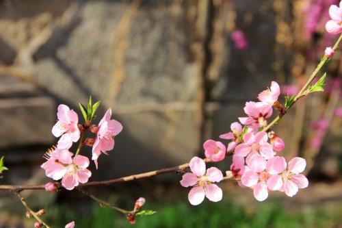 有桃花劫的女生八字_八字看桃花劫_八字怎么看桃花劫