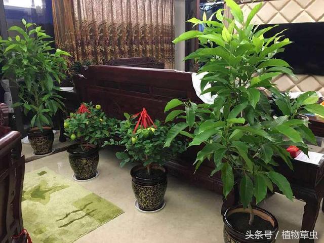 房屋布局风水_房屋种花的风水_房屋风水图