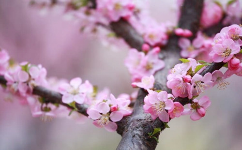 风水堂:命中有3朵正缘桃花是什么意思