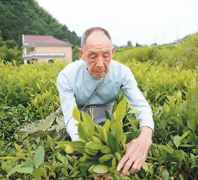 黑茶的历史文化介绍_华莱黑茶家文化_应城市华珍黑茶体验馆