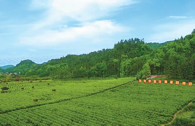 黑茶的历史文化介绍_应城市华珍黑茶体验馆_华莱黑茶家文化