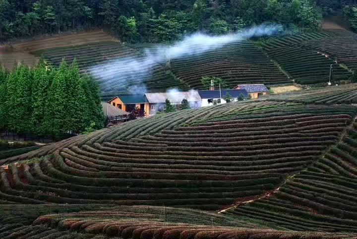 梅家坞买茶_杭州梅家坞的茶好还是龙坞的好_梅家坞茶文化村买茶