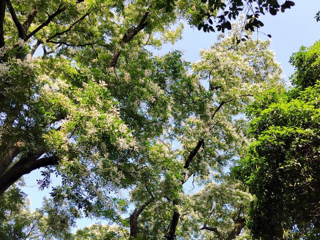 农村住宅门前有树木风水_庭院树木与风水_家庭风水树木