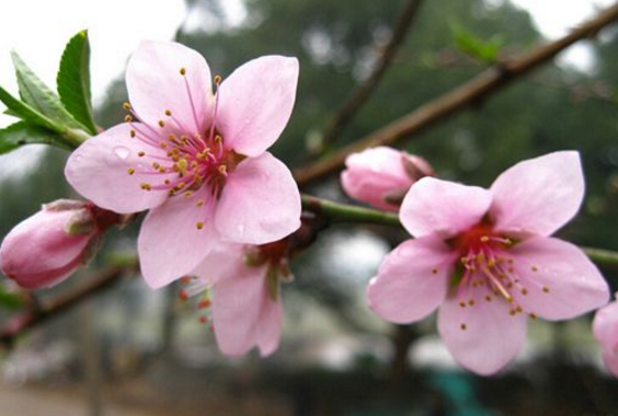 男 烂桃花 八字_粉晶狐狸招烂桃花么_露水姻缘与烂桃花