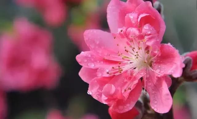 露水姻缘与烂桃花_男 烂桃花 八字_粉晶狐狸招烂桃花么