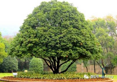 风水招财房间植物放在哪里_各房间放什么植物招财风水_风水招财房间植物放什么