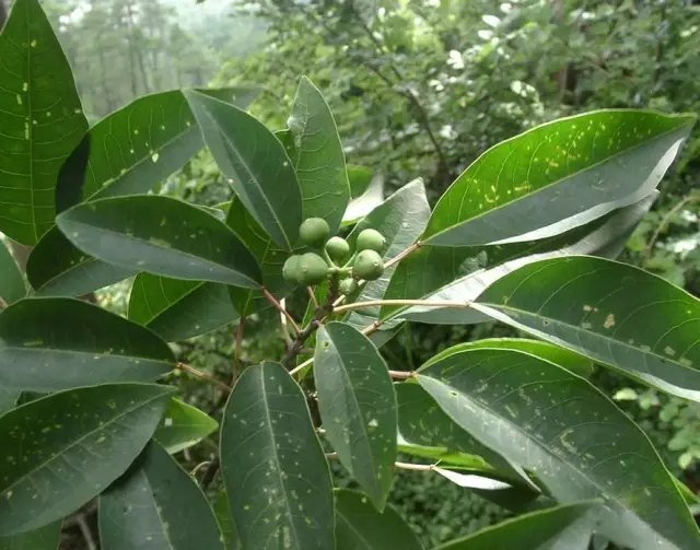 围墙门风水学_围墙的大门风水禁忌症_围墙门的风水