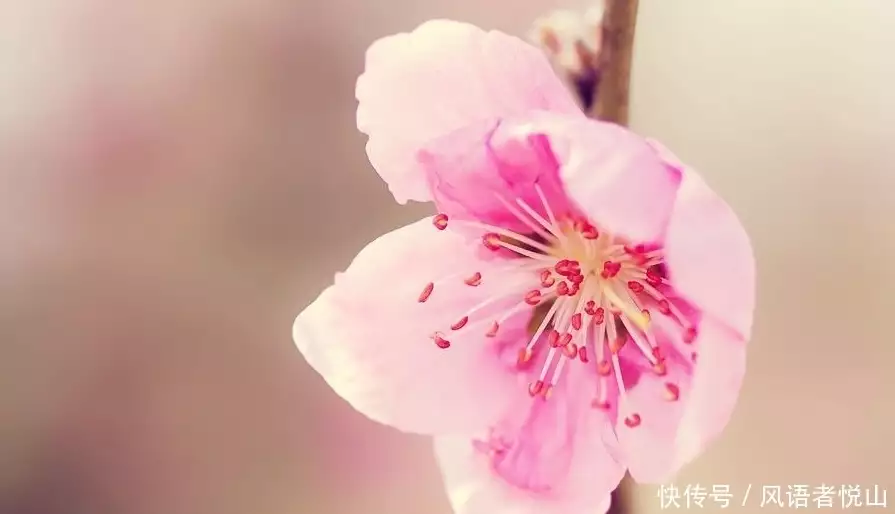 女命八字桃花看姻缘_八字有桃花时_哪些八字犯桃花