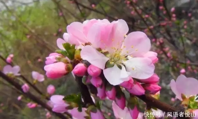 哪些八字犯桃花_八字有桃花时_女命八字桃花看姻缘