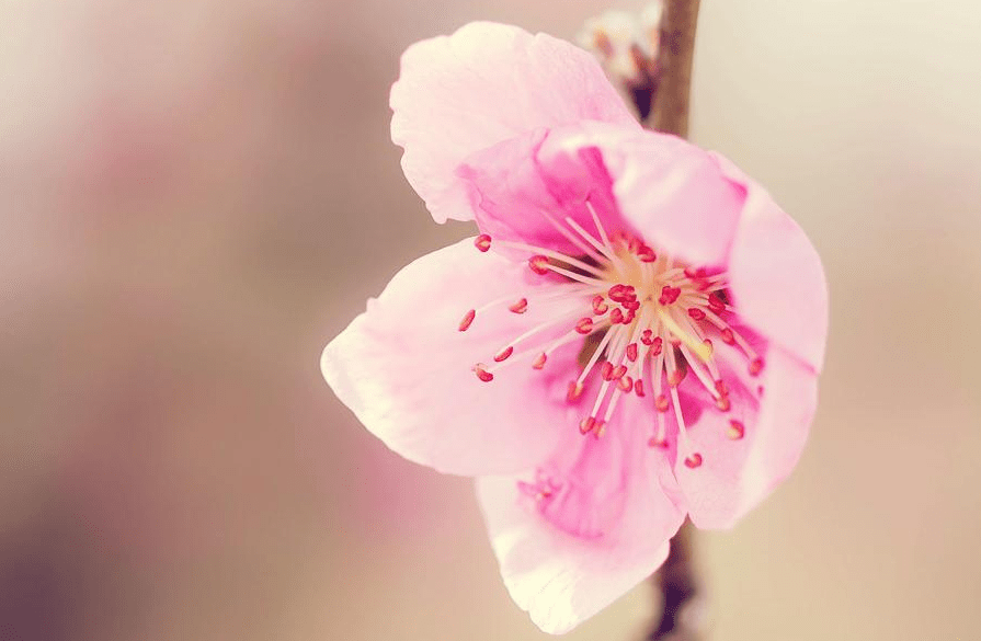 八字桃花运好的人_八字桃花运什么意思_2021走桃花运的八字