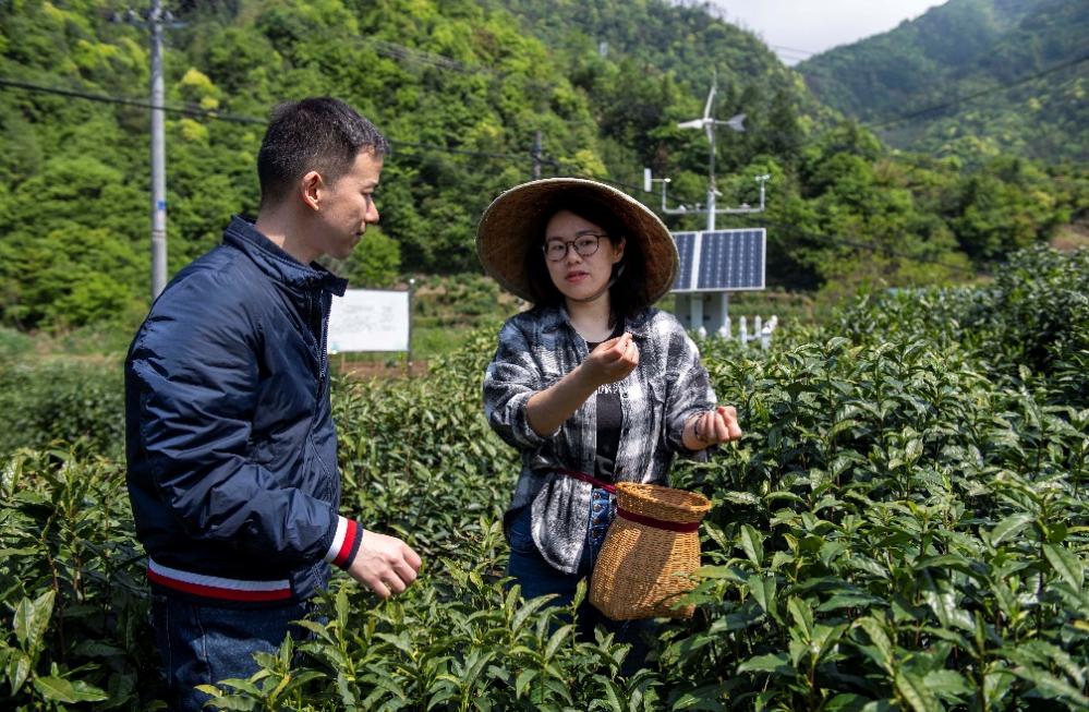 百年洪家茶与福文化_非遗文化疍家文化_百年鸿福酒52度多少钱