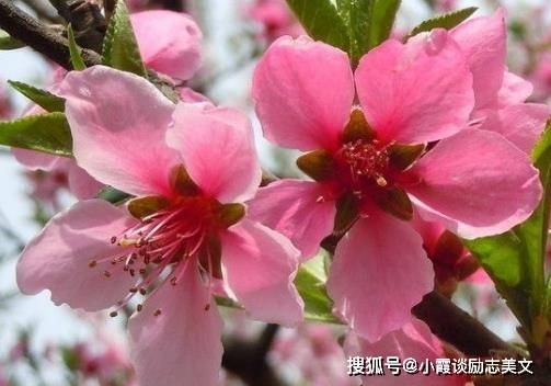 命理八字桃花_桃花命的八字_如何看八字桃花命