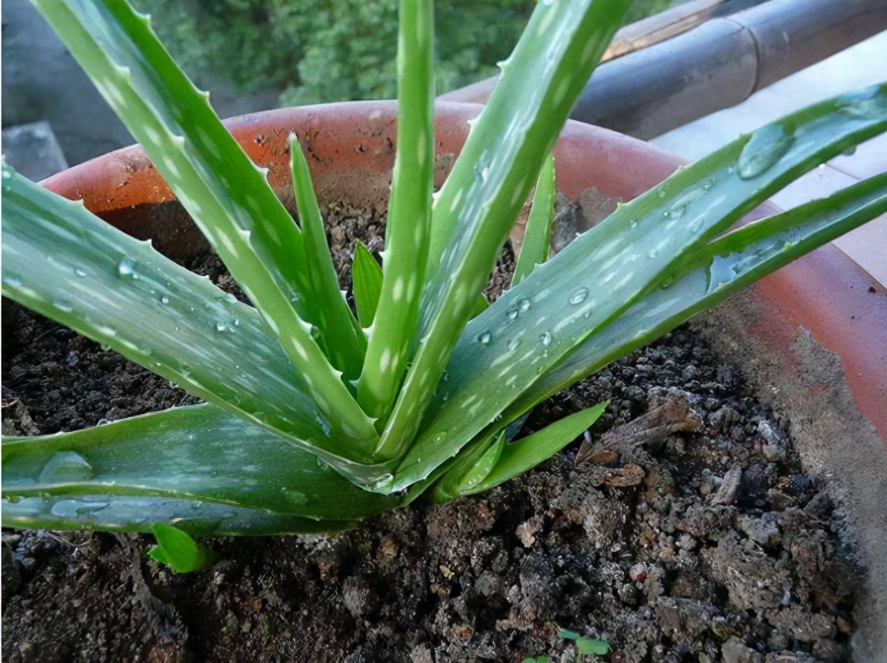 卧室风水植物化煞_风水 卧室植物_卧室风水植物可以放绿萝吗