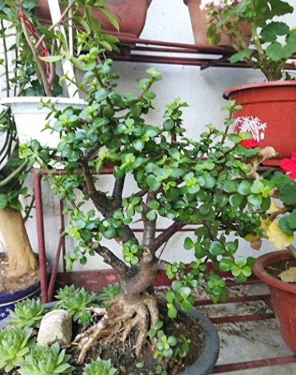 卧室风水植物可以放绿萝吗_风水 卧室植物_卧室风水植物化煞