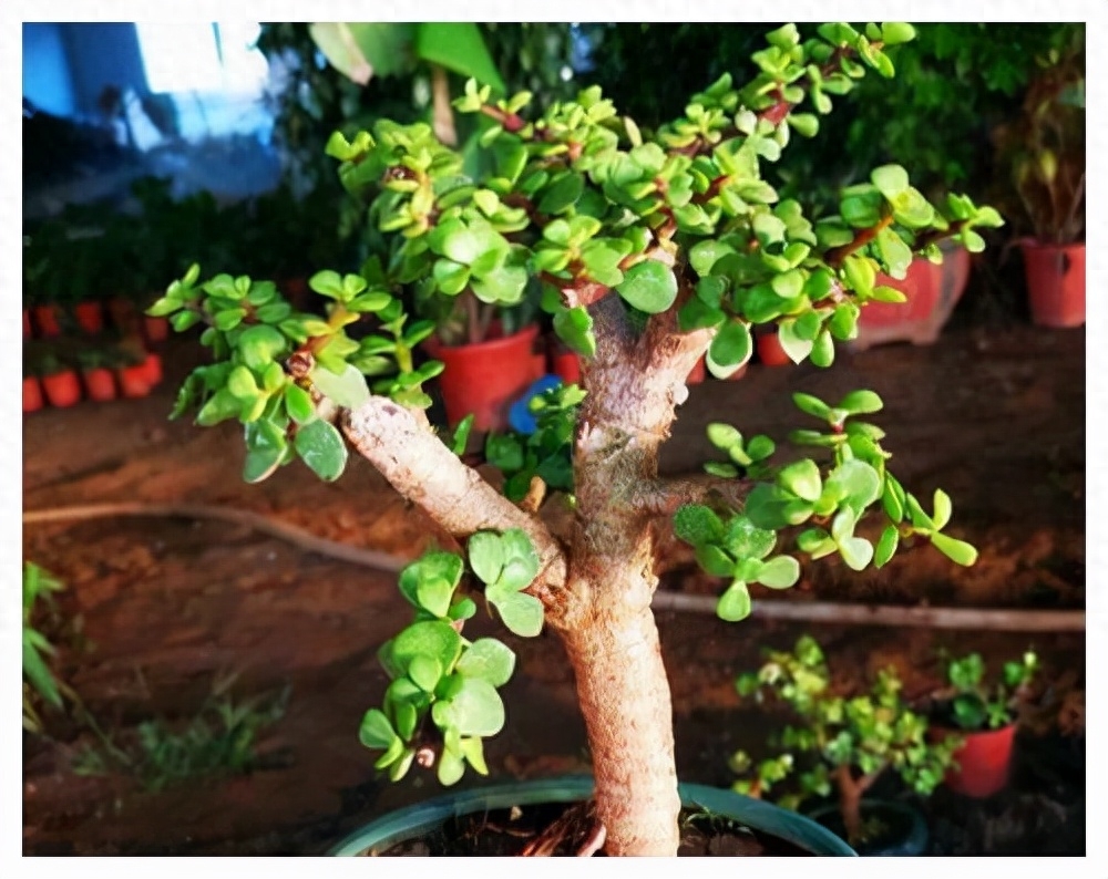 卧室风水植物化煞_卧室风水植物可以放绿萝吗_风水 卧室植物