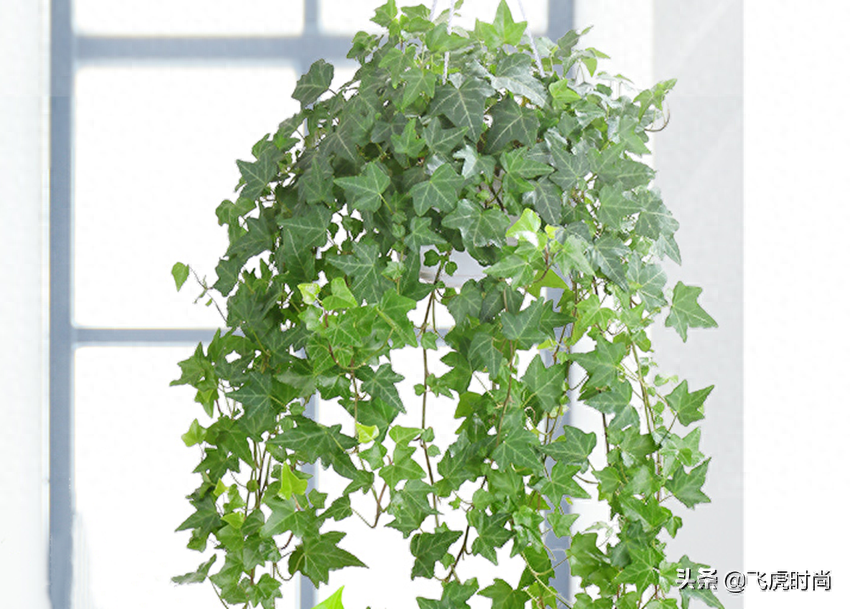 卧室风水植物有哪些_风水 卧室植物_卧室风水植物可以放绿萝吗