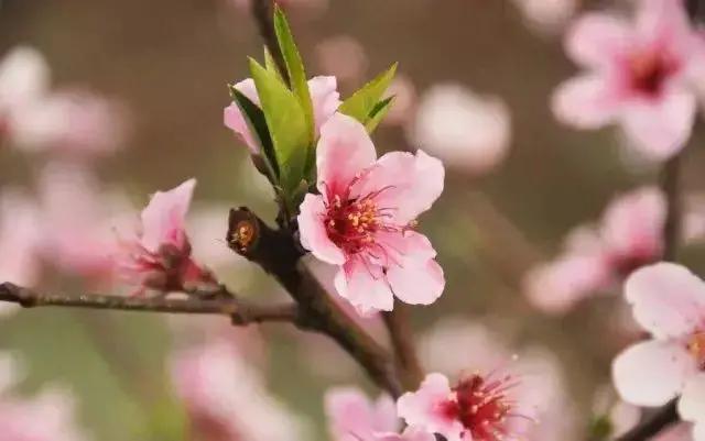 八字桃花运看哪个宫位_八字怎么看正桃花运_八字桃花运看什么