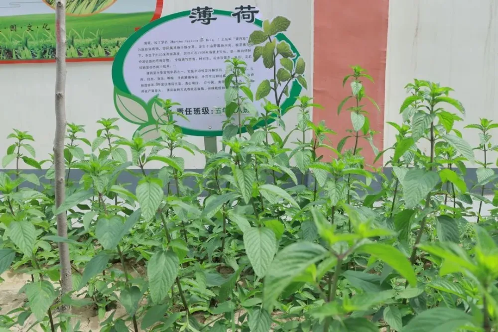 关于医药的朗诵_朗诵中医药文化_中医药文化朗诵词