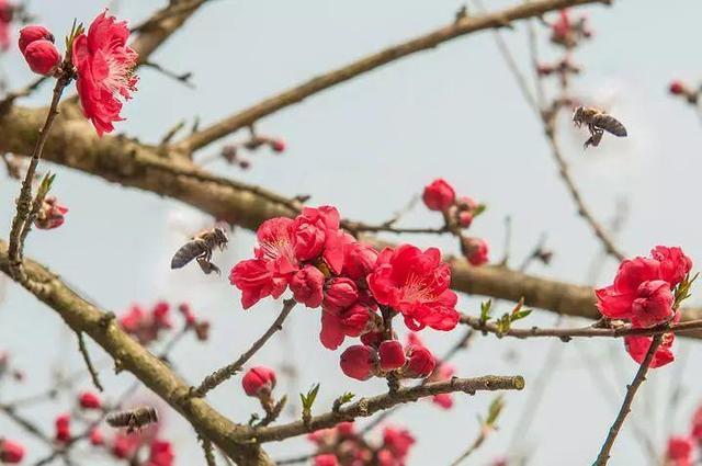 中医讲八字合婚_八字合婚科学依据_八字合婚理论