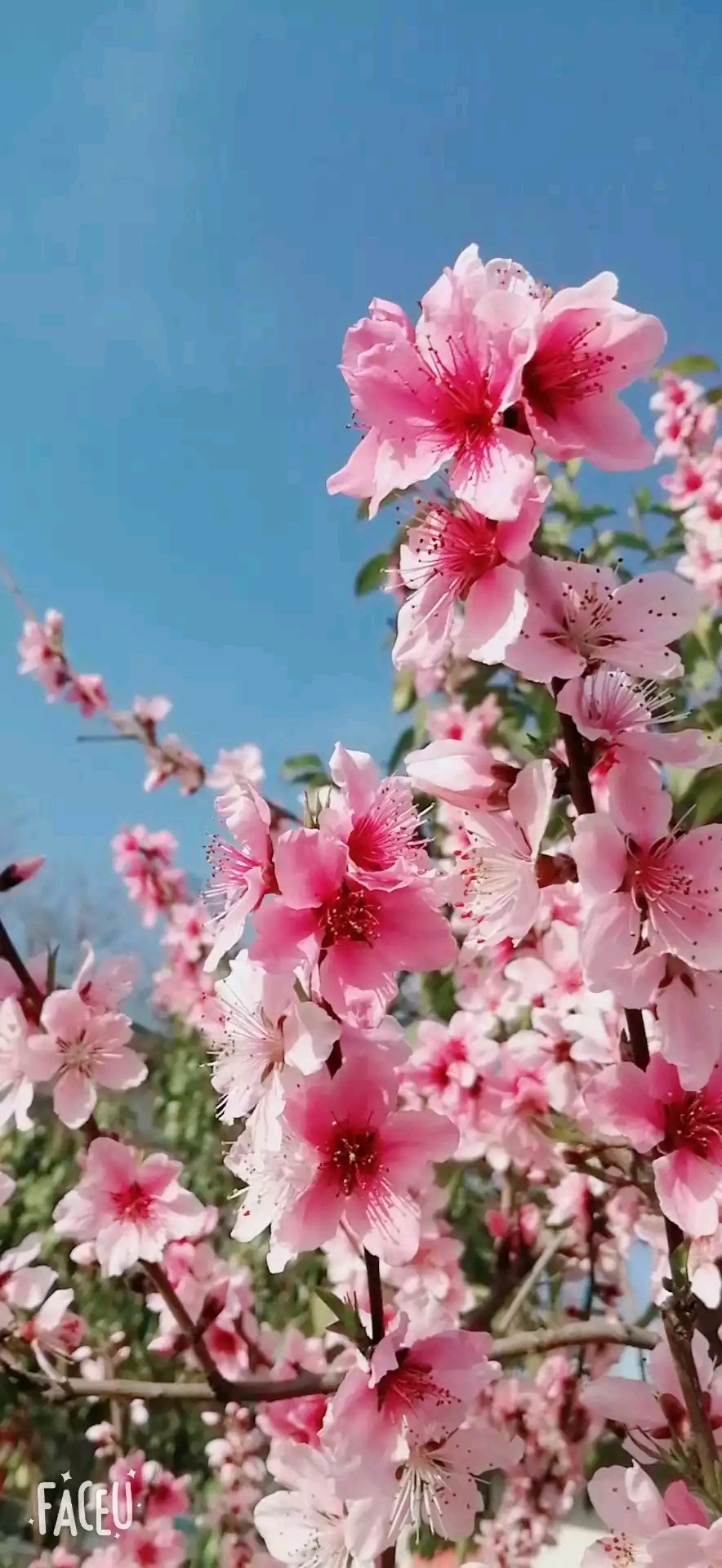 八字看命里带桃花_八字看命中桃花_八字桃花命书解读