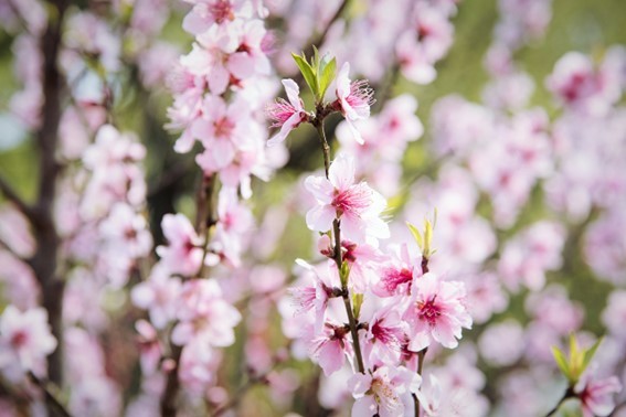 八字桃花看中哪个宫位_八字中怎样看桃花_八字看桃花口诀