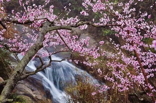 八字中怎样看桃花_八字桃花看中哪个宫位_八字看桃花口诀