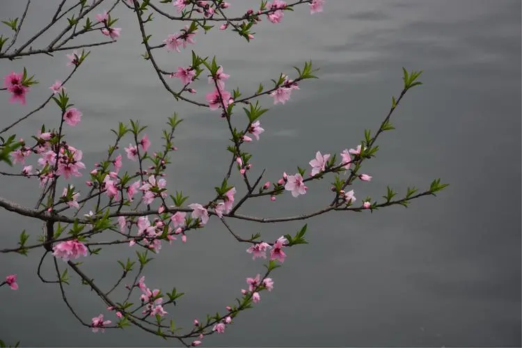 八字看桃花口诀_八字桃花看中哪个宫位_八字中怎样看桃花