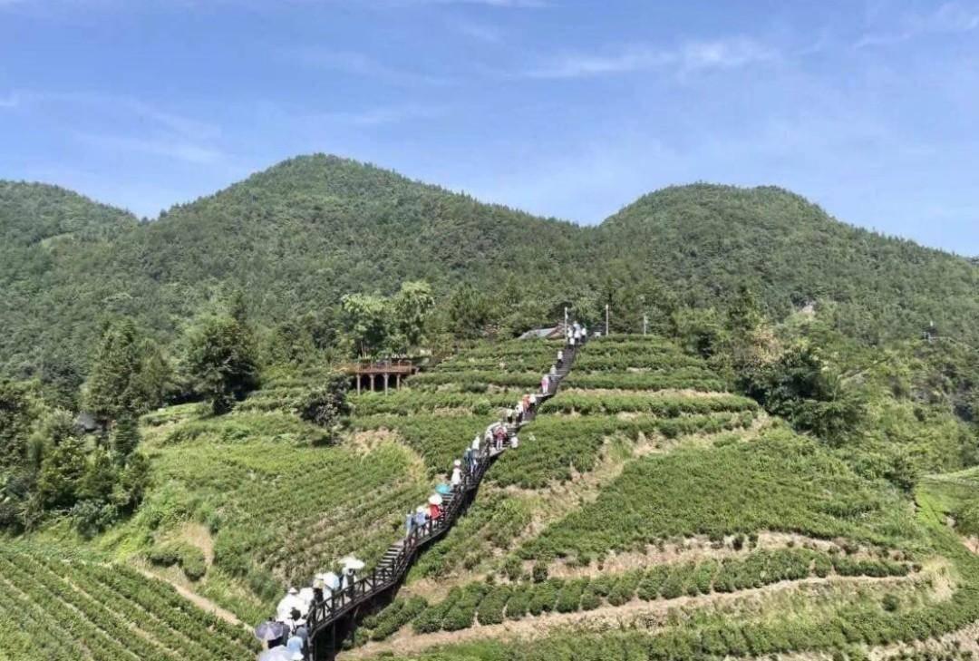 湖北茶产业调研：走进宣恩县伍家台村，探寻贡茶园的魅力