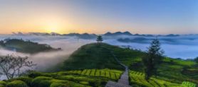 莱芜东亚家居城茶台_宣恩县伍家台村茶旅文化_伍家台村茶山