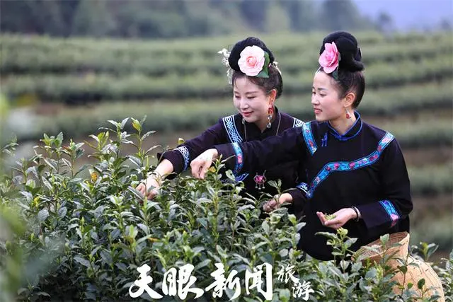 贵州茶：从西周时期的美味到如今全国种植面积最大的省份之一